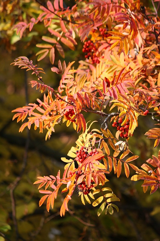 Купить дом в красногорске
